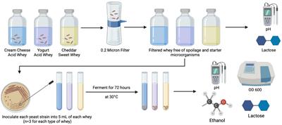 Evaluation of Kluyveromyces spp. for conversion of lactose in different types of whey from dairy processing waste into ethanol